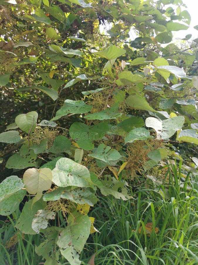 Wild chinese parasol tree with tiny flora stock photo