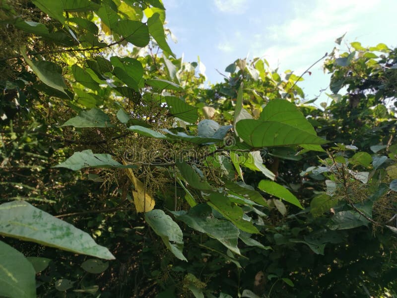 Wild chinese parasol tree with tiny flora stock image