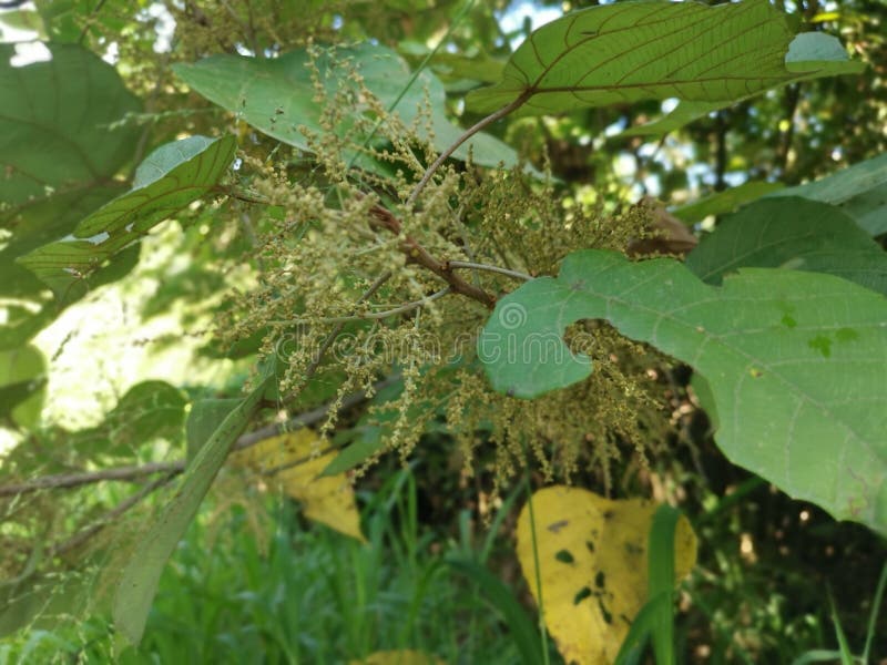 Wild chinese parasol tree with tiny flora royalty free stock image