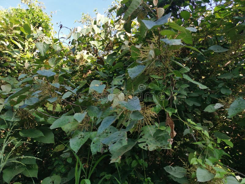 Wild chinese parasol tree with tiny flora stock photography