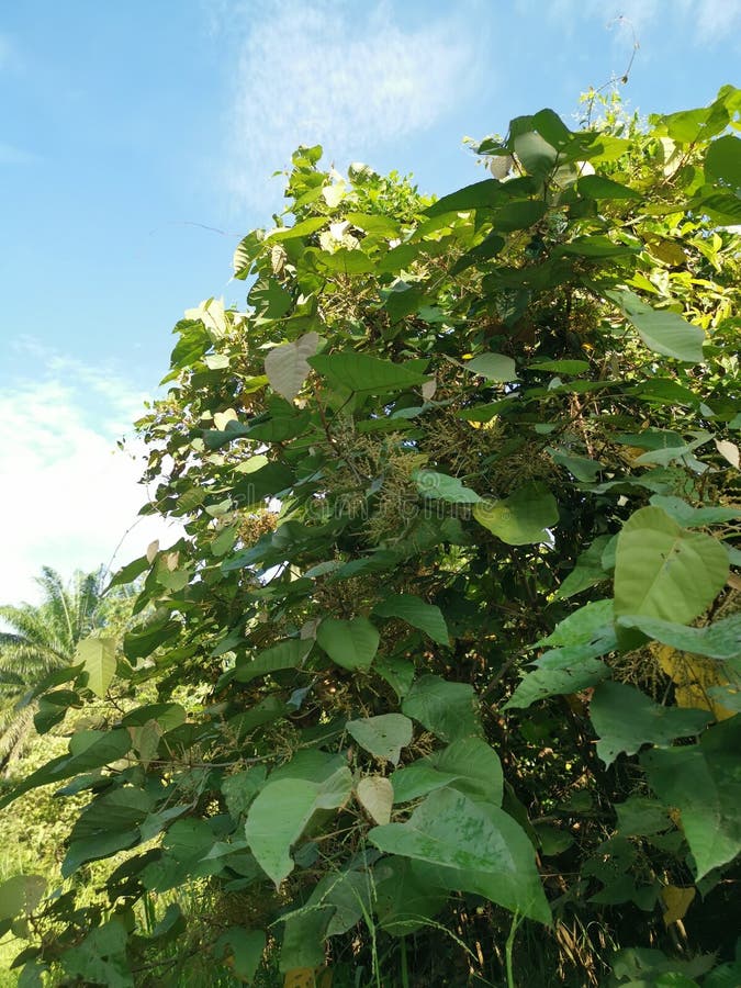 Wild chinese parasol tree with tiny flora stock images