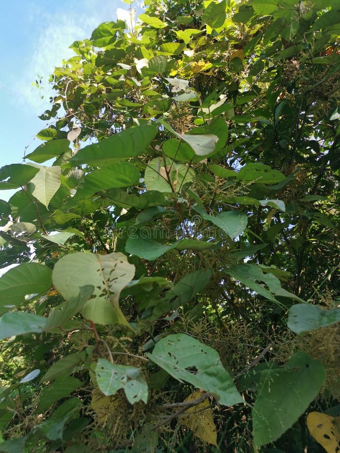 Wild chinese parasol tree with tiny flora royalty free stock photo