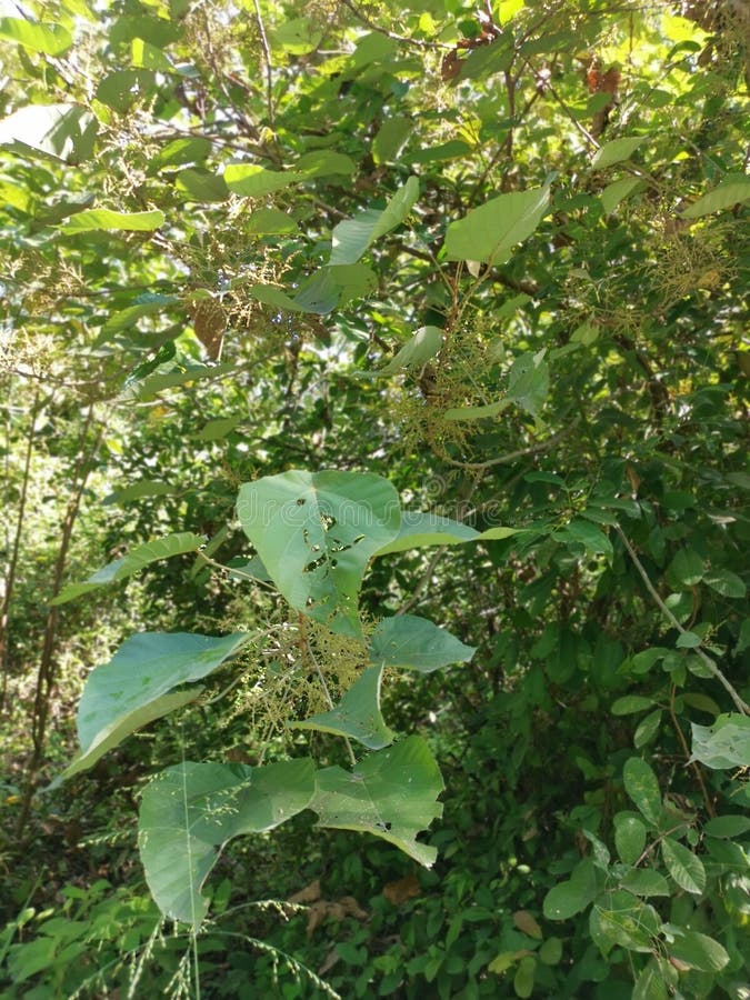 Wild chinese parasol tree with tiny flora stock images