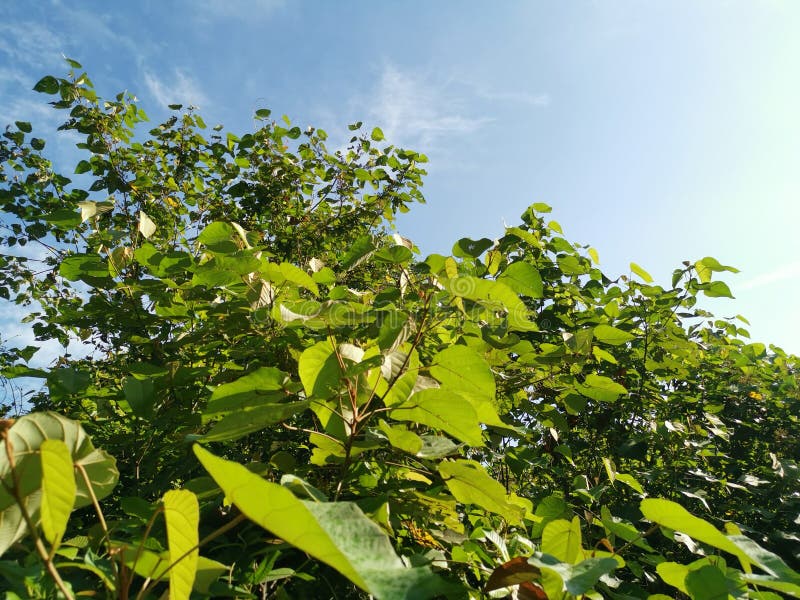 Wild chinese parasol tree with tiny flora stock images