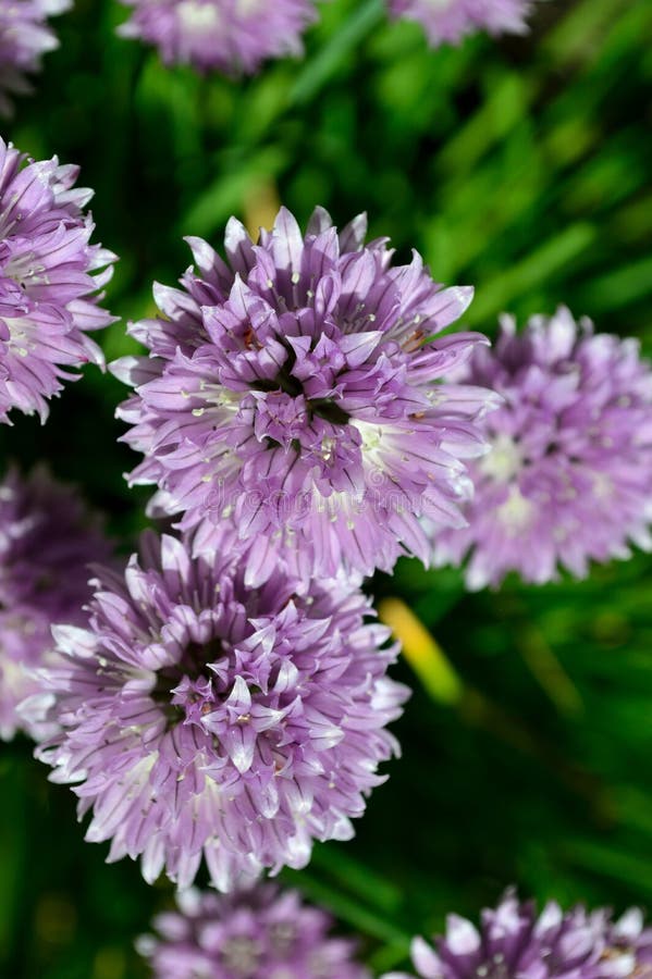 Wild chives clloseup- Allium schoenoprasum royalty free stock images Wild chives clloseup- Allium schoenoprasum royalty free stock images
