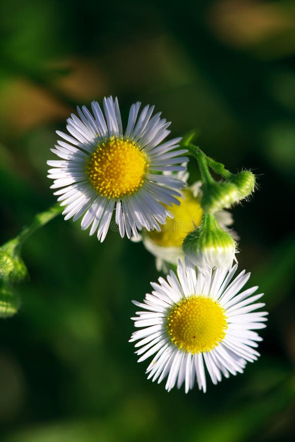 Wild chrysanthemum