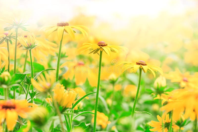 A wild chrysanthemum in full bloom