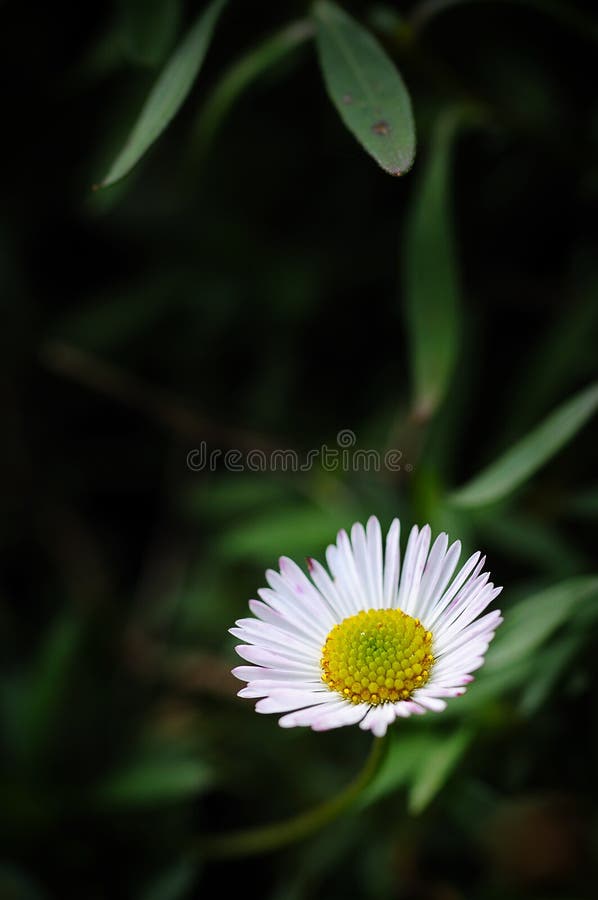 Wild chrysanthemums