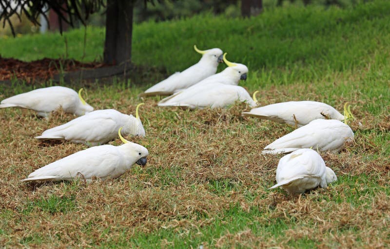 sulfur crested cockatoo screaming