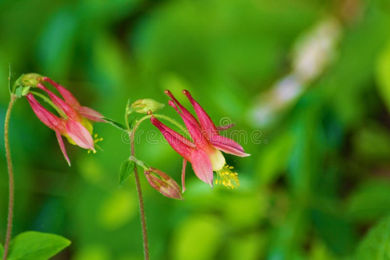 Aquilegia Canadensis - Wild Columbine stock photos Aquilegia Canadensis - Wild Columbine stock photos