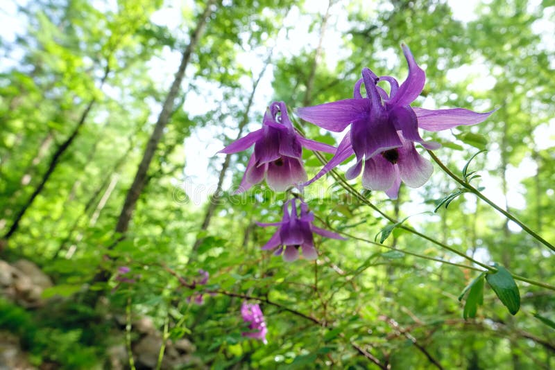 Wild columbine flowers