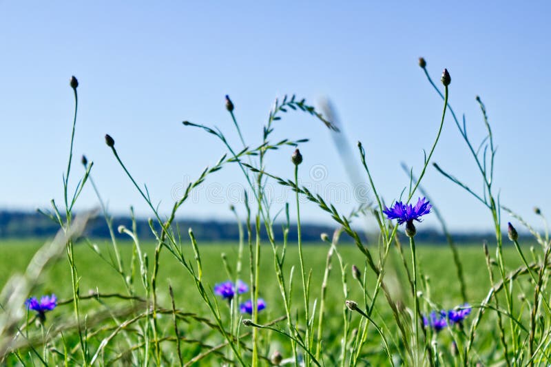 Wild Cornflower Meadow in the Sunlight Stock Photo Image of gardener