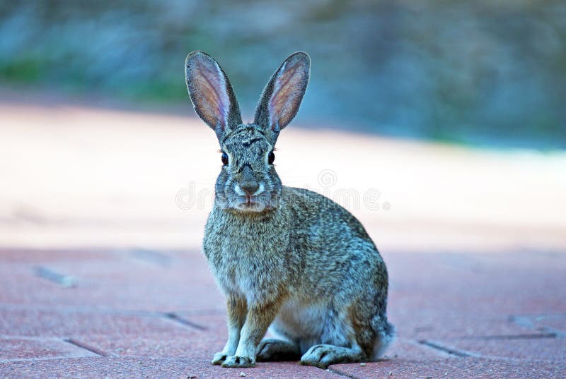 Wild Cottontail Rabbit stock photo. Image of paws, species 89851174