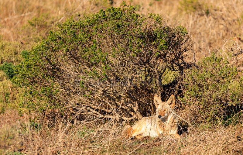 Wild Coyote Sits in Sun in Dry Tall Grass by Green Bush Stock Image