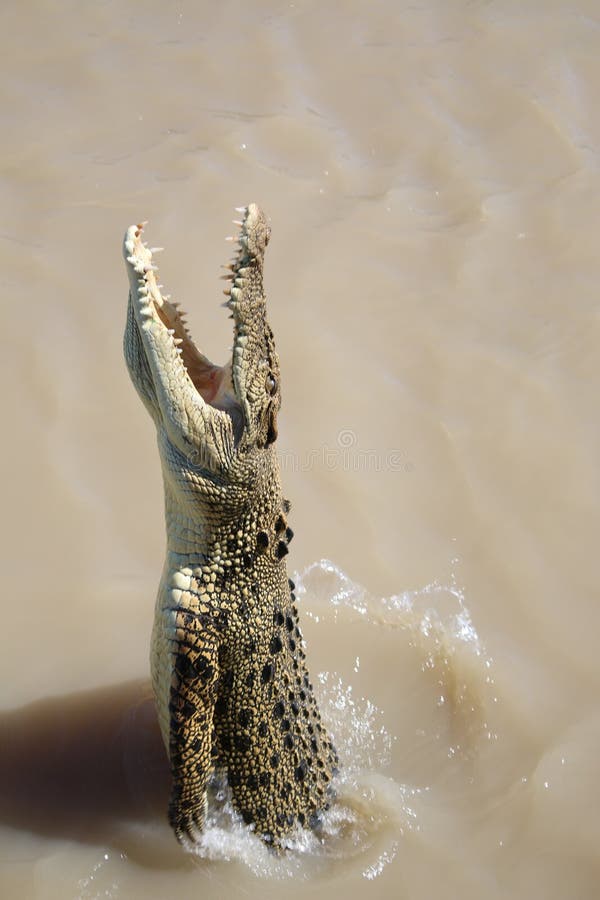 Crocodile Jumping Stock Photos Download 186 Royalty Free Photos