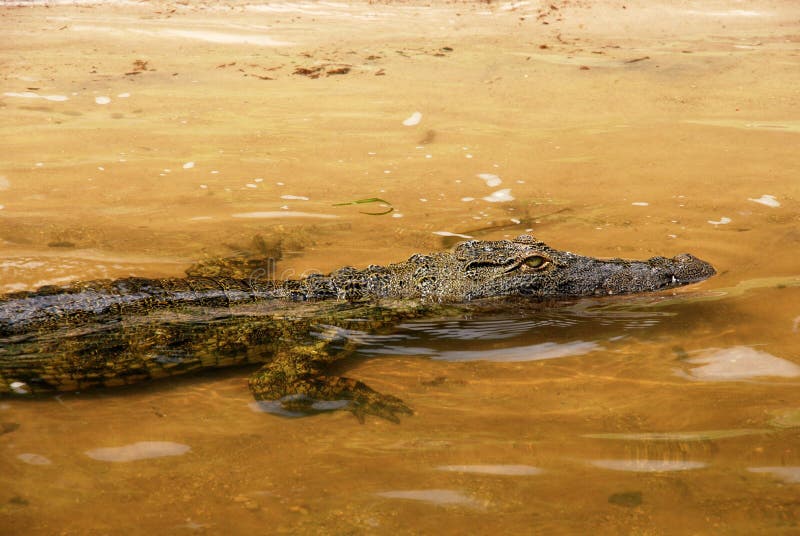 Wild Crocodile in Yellow Zambezi River Stock Image - Image of animals, caiman: 26639657 Wild Crocodile in Yellow Zambezi River Stock Image - Image of animals, caiman: 26639657