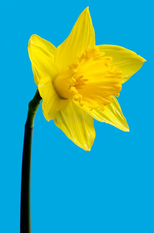 Wild daffodil royalty free stock photo