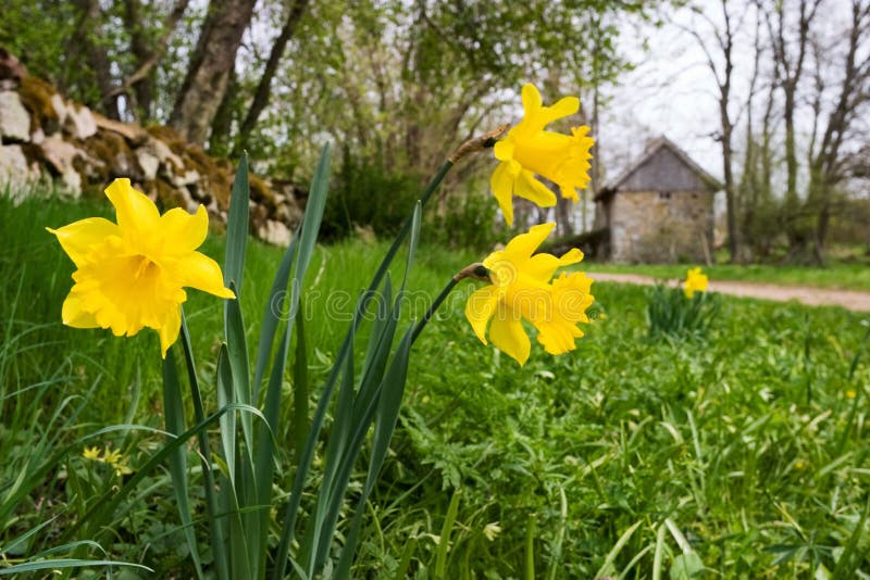 Wild Daffodil and rainbow. stock image. Image of daffodil 13770401