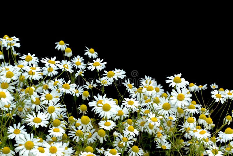 Wild Daisies On A Black Background Stock Image Image of white