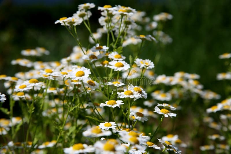 Wild Daisies - Oregon Wildflowers