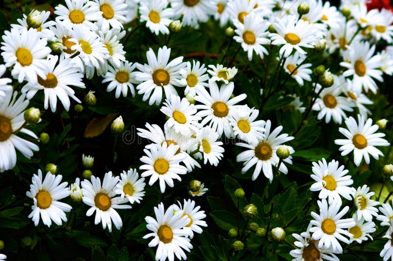 Wild Daisies stock photo. Image of calm, peace, wild 82019262