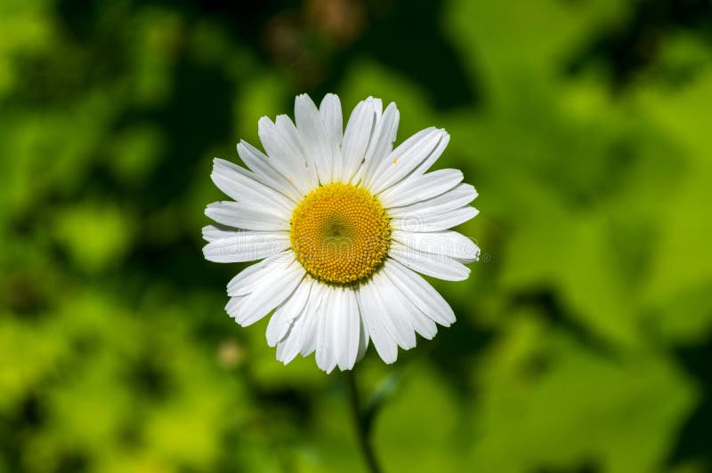 Wild Daisy Flower with Green Background Stock Image - Image of close