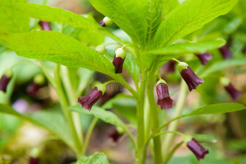 260 Mandrakes Stock Photos, High-Res Pictures, and Images - Getty Images