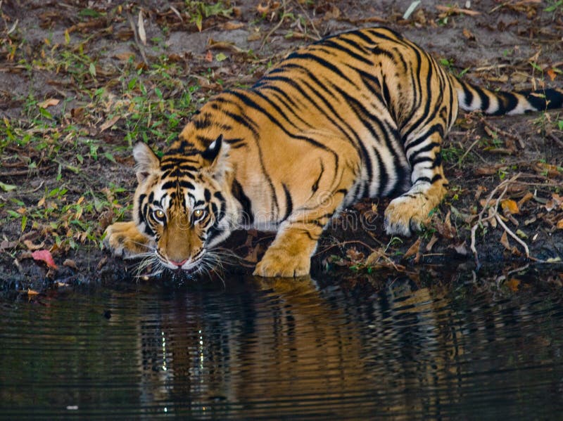 Wild de Tijger drinkwater van Bengalen van een vijver in de wildernis India BANDHAVGARH NATIONAAL PARK Madhya Pradesh royalty-vrije stock afbeeldingen Wild de Tijger drinkwater van Bengalen van een vijver in de wildernis India BANDHAVGARH NATIONAAL PARK Madhya Pradesh royalty-vrije stock afbeeldingen