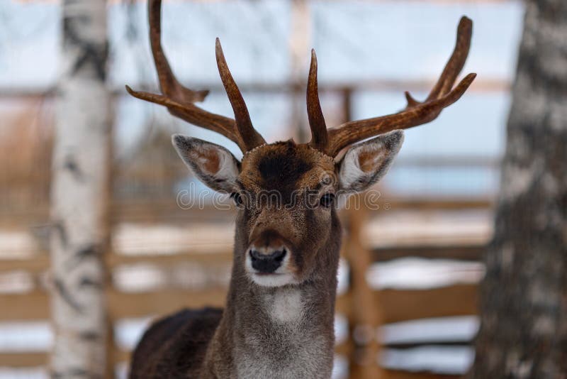 Wild Deer Head Looking Forward