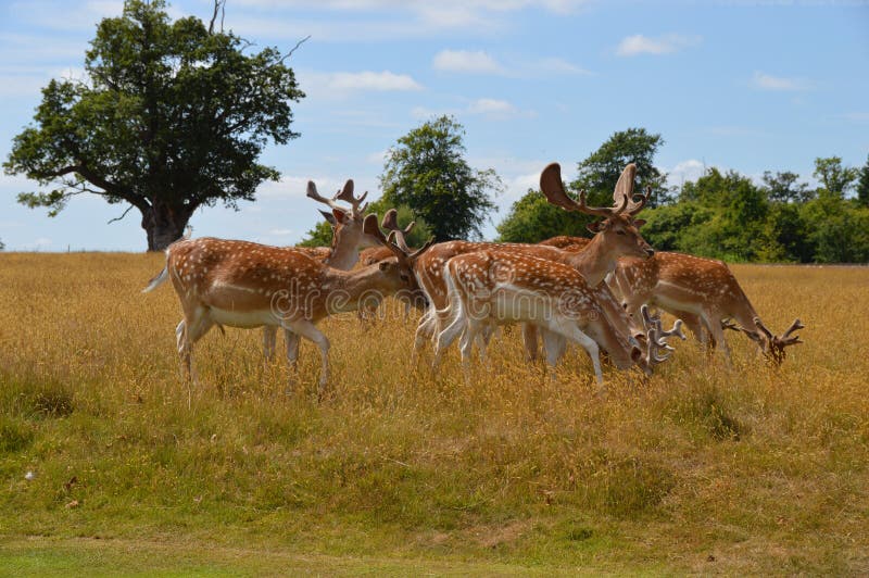 Wild Deer stock photo. Image of england, wild, herd, deer - 56570964