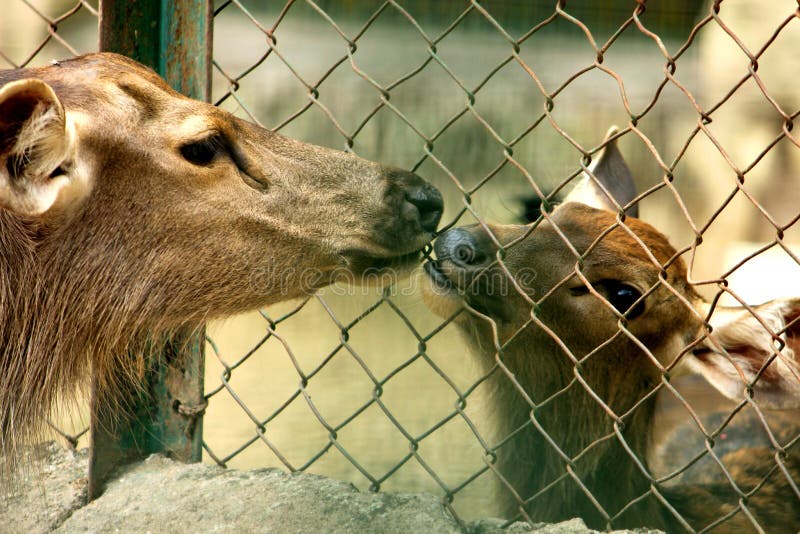 Wild Deers sharing love each other royalty free stock images Wild Deers sharing love each other royalty free stock images