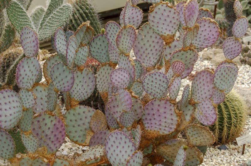 Wild desert cactus flower or cacti bloom stock image Wild desert cactus flower or cacti bloom stock image