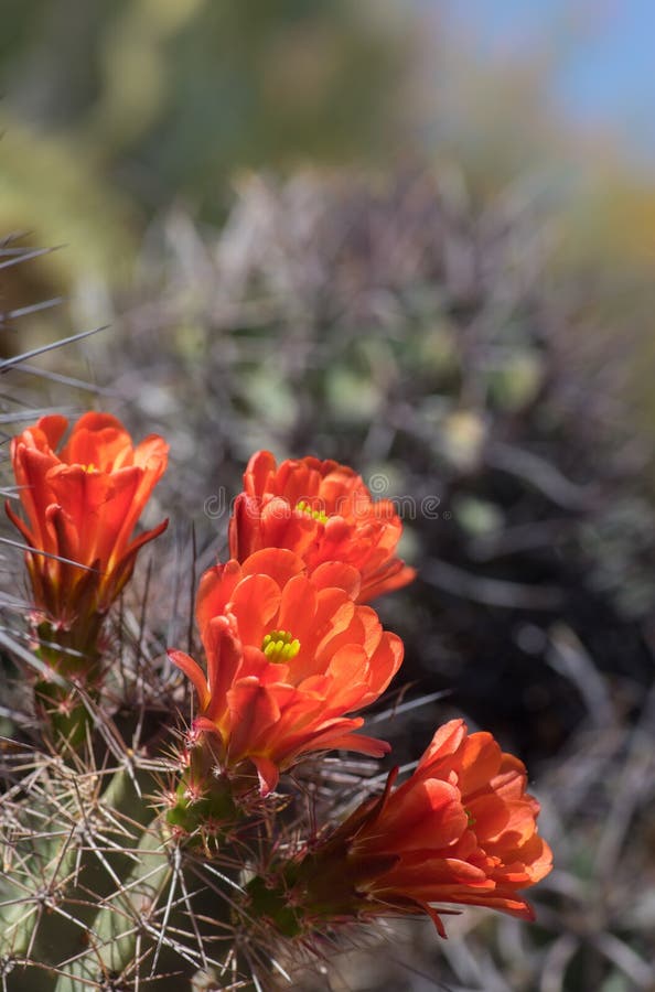 Wild desert spring bloom cactus flowers royalty free stock image