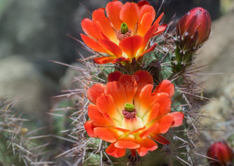 Wild desert spring bloom cactus flowers royalty free stock images