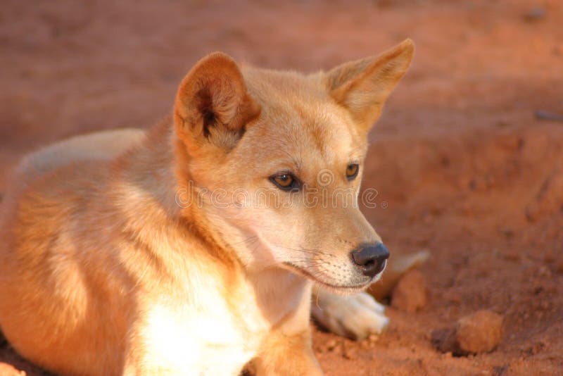 A Wild Dingo in Outback Australia. Stock Image Biology Diagrams
