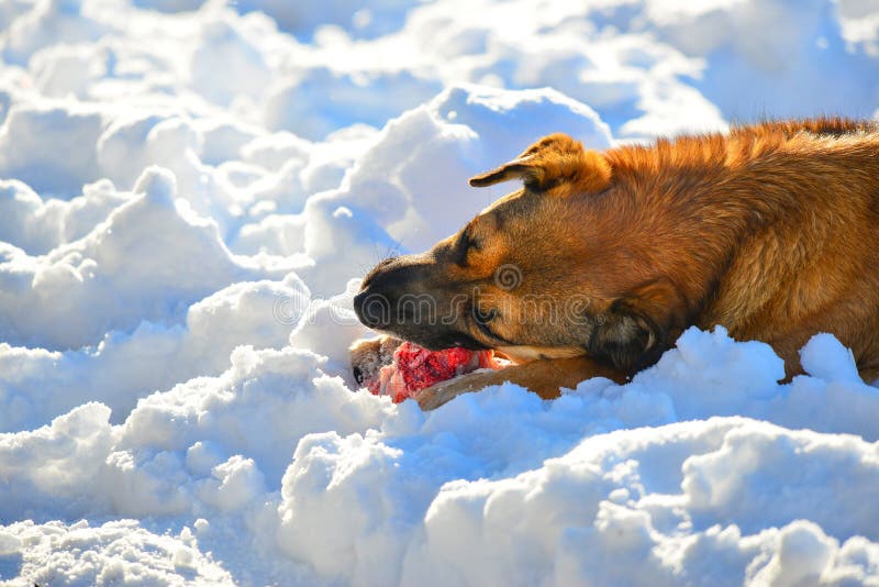Wild Dog Eats Red Meat On The Bone In The Snow Stock Photo Image of