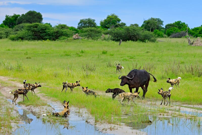 Wild Dog Hunting in Botswana, buffalo cow and calf with predator. Wildlife scene from Africa, Moremi, Okavango delta. Animal behav