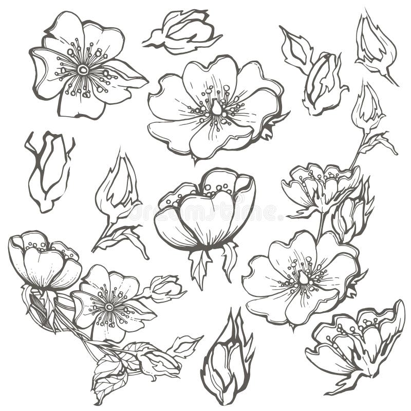 Wild Dog Rose Flowers with Butterfly Drawing Vector Clipart on White ...
