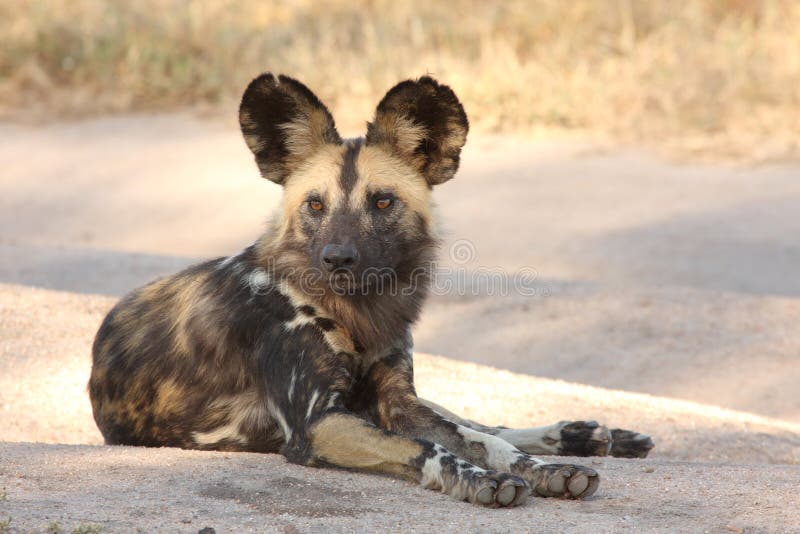 Wild dogs in South Africa