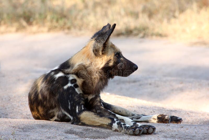 Wild dogs in South Africa