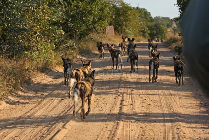 Wild dogs in South Africa