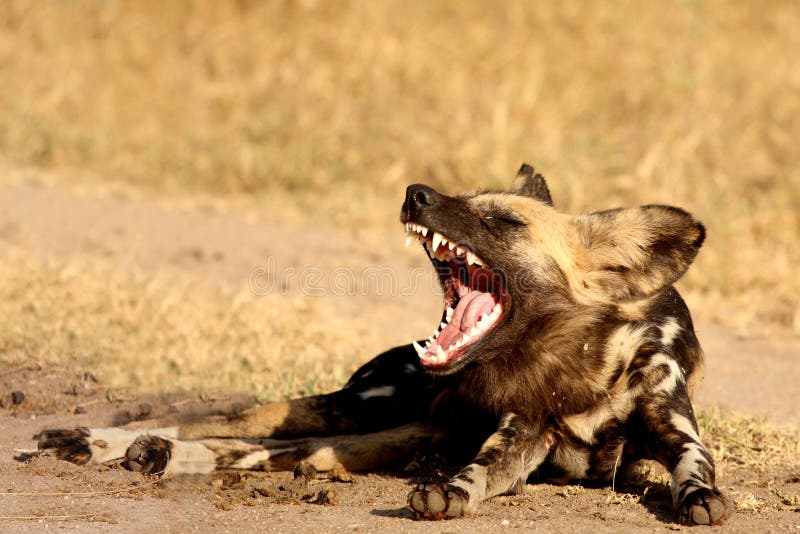 Wild dogs in South Africa