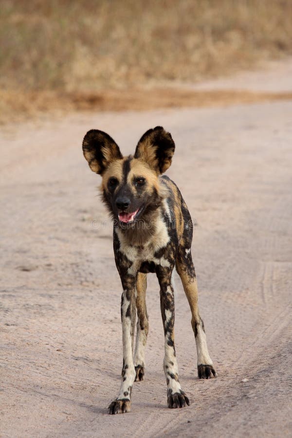 Wild dogs in South Africa