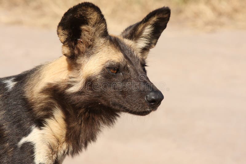 Wild dogs in South Africa