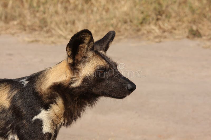 Wild dogs in South Africa