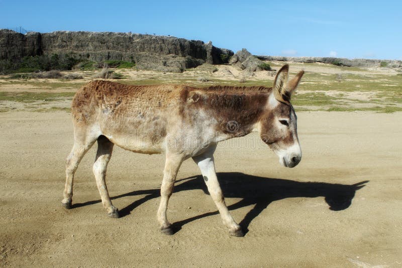 Donkey stock image. Image of sand, donkey, road, wild 108198775