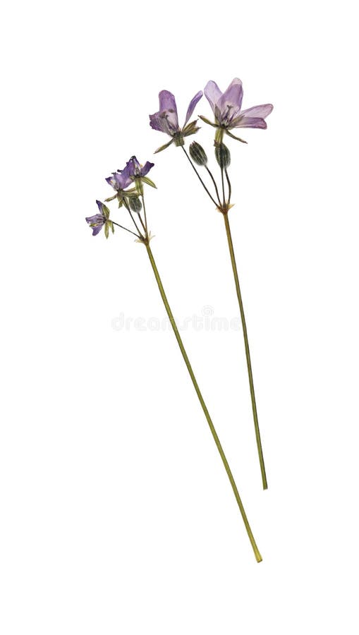 Wild Dried Meadow Flowers on White Background Stock Photo Image of