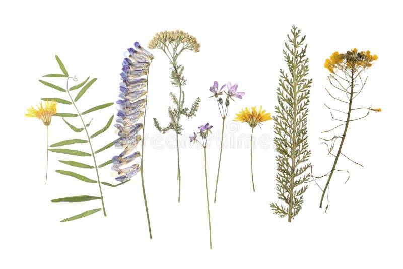 Wild Dried Meadow Flowers on White Background, Top View Stock Image