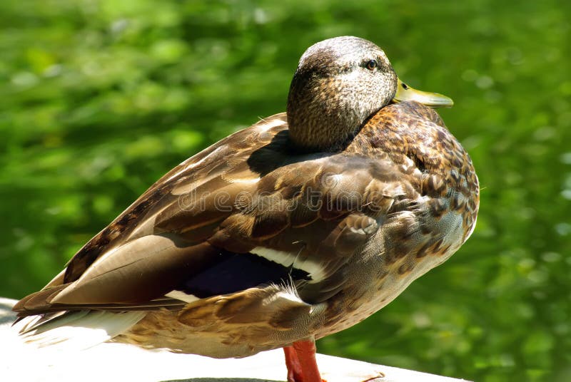 Wild duck stock image