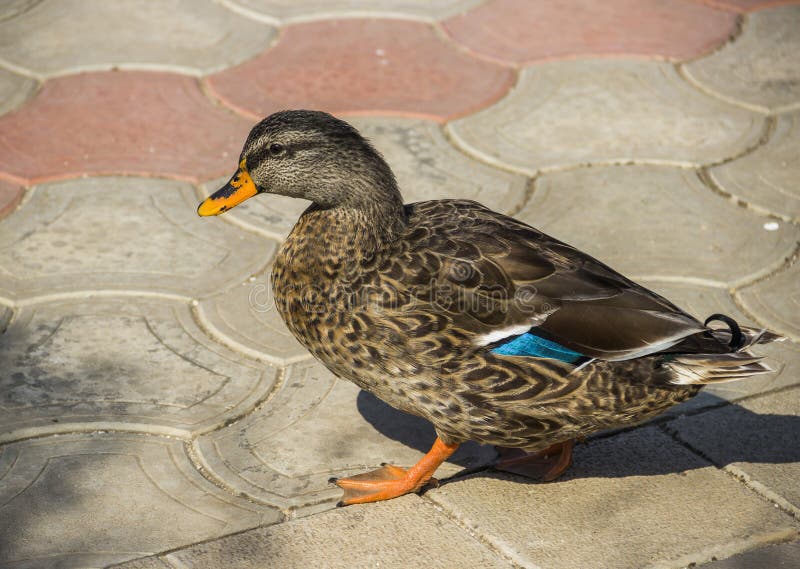 Wild duck. Close-up female mallard Anas platyrhynchos stock images Wild duck. Close-up female mallard Anas platyrhynchos stock images